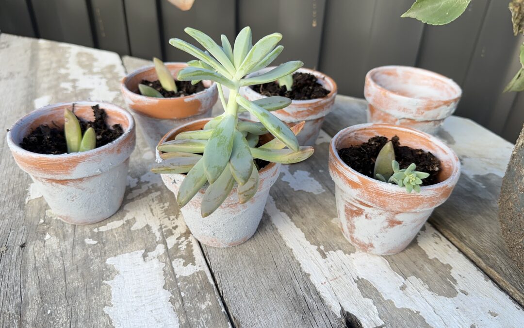 How to Age Terracotta Pots: DIY Home Ideas